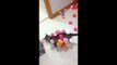 Funny Cats vs Balloons Compilation _ Cats vs Balloons i
