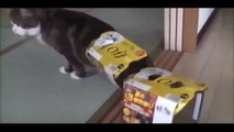 Cats are just the Funniest Pets Ever! Funny Cat67867867834535354est Funny Cat Videos Ever!
