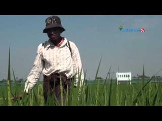 ေရက်ေနာက္စိုက္စပါးအထြက္တိုးဖို႔ဘာေတြလုိမလဲ (Part_2)