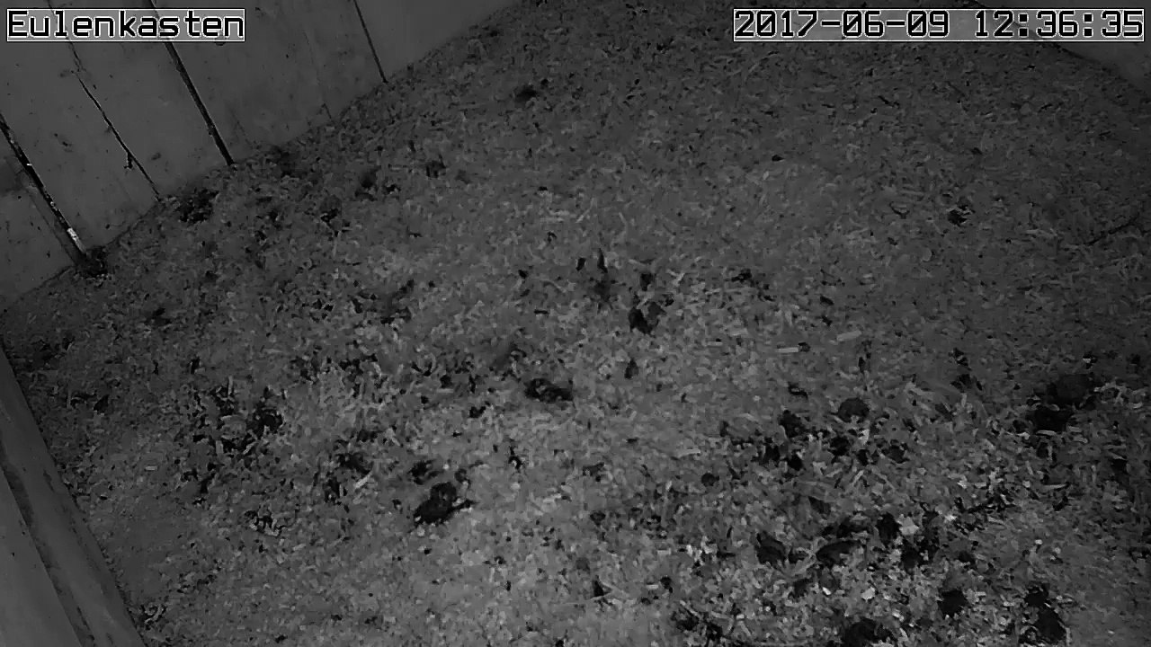 Turmfalken, 09.06.2017 #1