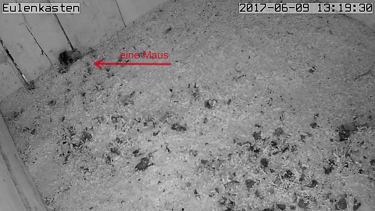 Turmfalken, 09.06.2017 #3