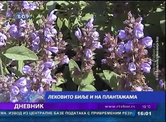 Dnevnik, 18. jun 2017. (RTV Bor)