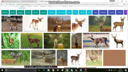 How to find  google images by Region