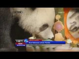 Kue Ulang Tahun Seberat 45 kg untuk Panda di Amerika -NET24