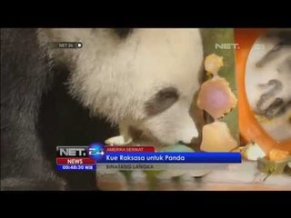 Kue Ulang Tahun Seberat 45 kg untuk Panda di Amerika -NET24