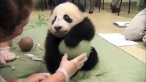 Sevimli Pandanın Komik Halleri bebek kadar tatlı