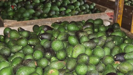 Trio Accused of Stealing $300K Worth of Avocados