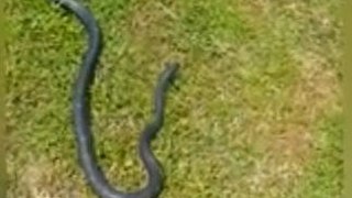 Tattoo Artist Uses Pillowcase To Capture 5ft Snake She Found In Her House