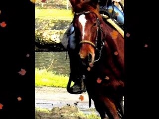 Quarter horse