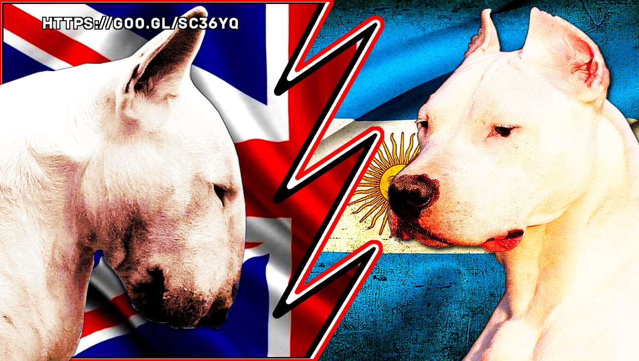 BULL TERRIER VS DOGO ARGENTINO - Pelea a muerte Hipotetica - Quien gana