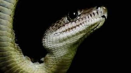 Weak Hearted People Don't See This Video "Baby Playing With Snake" From Jiyo Zindagi