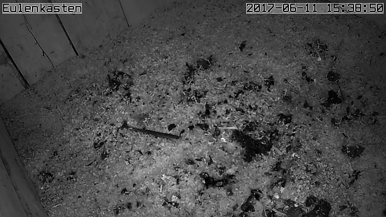 Turmfalken, 11.06.2017