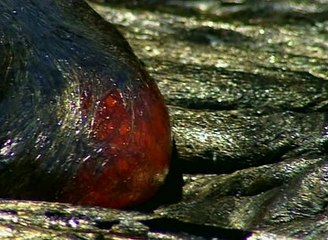 Bill Nye, The Science Guy - S 4 E 14 Volcanoes