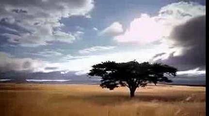 White Falcon, White Wolf (Nature Documentary)