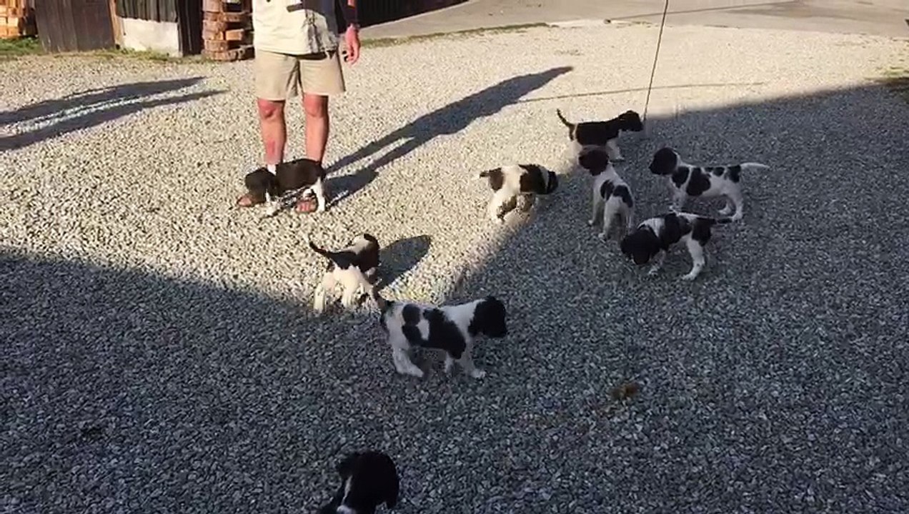 F-Wurf von der Wallmühle, Reizangel am 17.06.2017