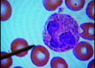 Bill Nye, The Science Guy - S 5 E 3 Genes