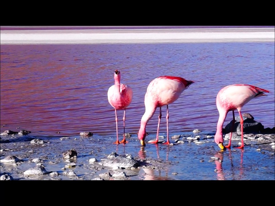 road trip amerique du sud film