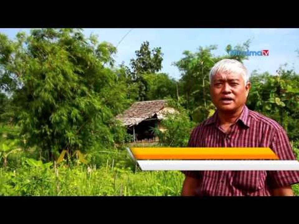အစိမ္းေရာင္ေရႊ (သို႔မဟုတ္) ၀ါးစိုက္ပ်ိဳးျခင္း (Part_1)