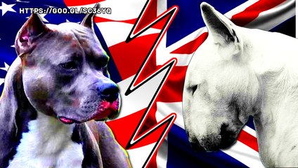 PITBULL VS BULL TERRIER - Pelea a muerte Hipotetica - Quien gana