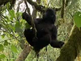 Mountain Gorilla Kingdom in the Clouds BBC Documentary