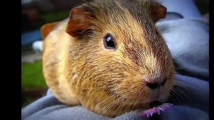 Βασικά πράγματα για τα Ινδικά Χοιρίδια