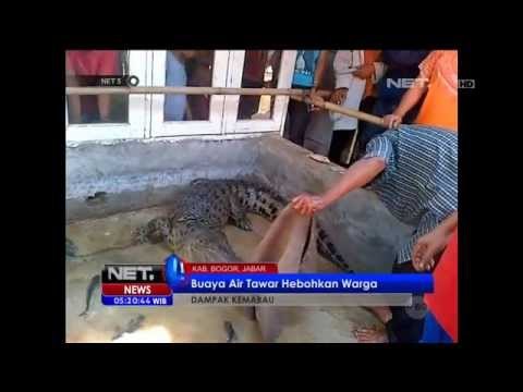 Kekeringan di Bogor, Buaya Masuk Kampung -NET5