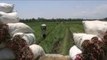 Puluhan Ha Sawah Petani Bawang Merah di Yogyakarta Diserang Hama Ulat -NET12