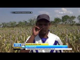 Petani Menanam Kedelai dan Sorgum untuk Antisipasi Kekeringan -IMS
