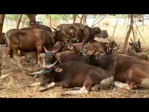 Permintaan Sapi Bima dari NTB Meningkat Jelang Idul Adha -NET12