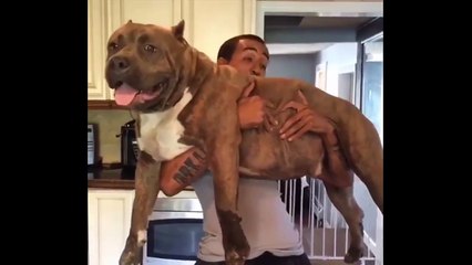 Believe it or not, these are puppies