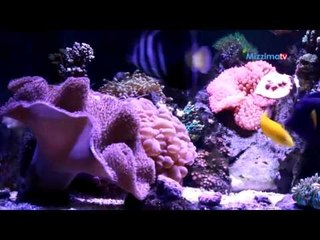 အပန္းလည္းေျပစိတ္ႏွလံုးလည္းၾကည္ႏူးေစတဲ့ငါးအလွေမြးျမဴေရး(Part_2)