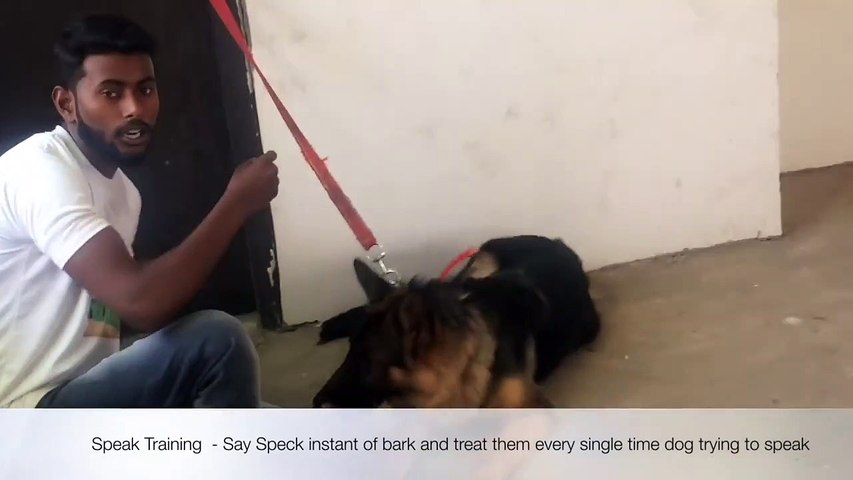 Train Your Dog to BARK , SPEAK & STOP BARKING in Hindi _ dog training in india