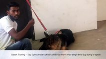 Train Your Dog to BARK , SPEAK & STOP BARKING in Hindi _ dog training in india