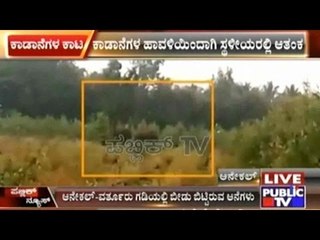 Bangalore: Wild Elephants Spotted Near Varthur- Anekal Border