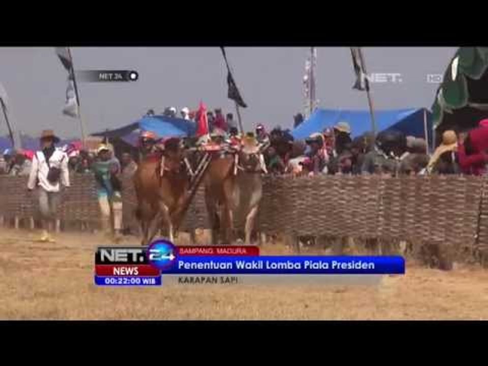 Karapan sapi Madura - NET24