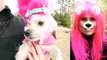Trolls Puppy Makeover (Poppy, Branch, Guy Diamond