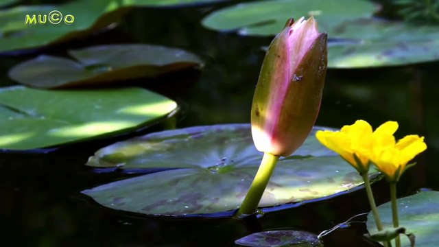 Moğollar - Water Lily - Nilüfer (Enstrümantal Türk Müziği HQ) Mu©o
