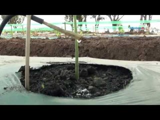 ီDrip Irrigation (ေရအစက္ခ်စိုက္ပ်ိဳးေရးနညး္ပညာ)