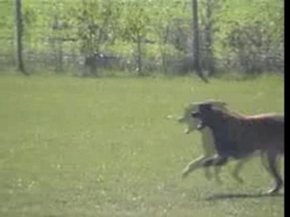 ÖKV StM 2007--Totti de la Plaine des Cheyennes UO