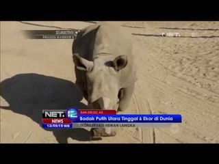 Badak Putih Utara Tinggal 6 Ekor di Dunia - NET12