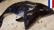Two-headed animals: World’s first two-headed porpoise found in North Sea