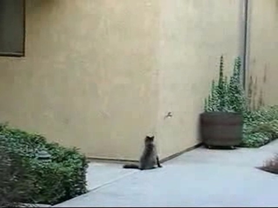 Après Spider Cochon on a Spider Chat