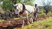 Sen Ölme Yar Ben Yerine Ölürüm