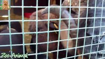 Sheep and lambs happy in his house on farm - Farm animals video for Kids - Animais TV