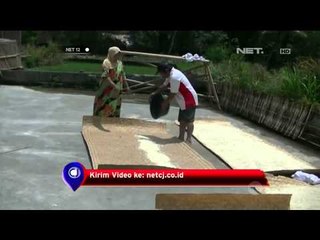 Beras Berbahan Baku Jagung, Upaya Diversifikasi Pangan -NET12