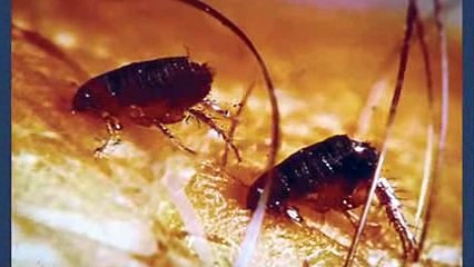 7 Loài Côn Trùng MẠNH NHẤT Trên Thế Giới