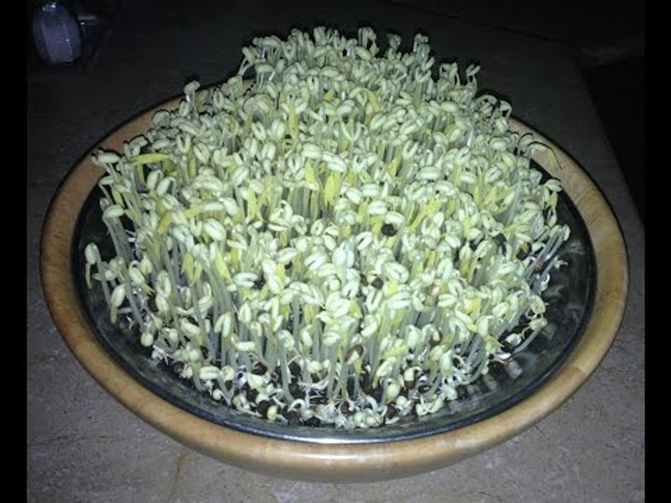 How to grow lentil sprouts|How to grow sprouts at home