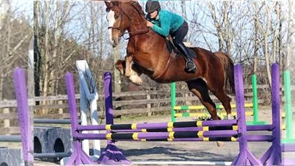 Hunter Jumpers For Sale