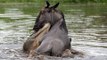 crocodile attacks and kills impala, wildebeest -national geographic animals documentary,