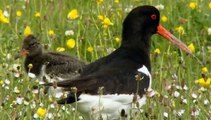 BBC Coast S02E07 The Outer Hebrides